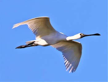 クロツラヘラサギ 大阪南港野鳥園 2021年10月10日(日)