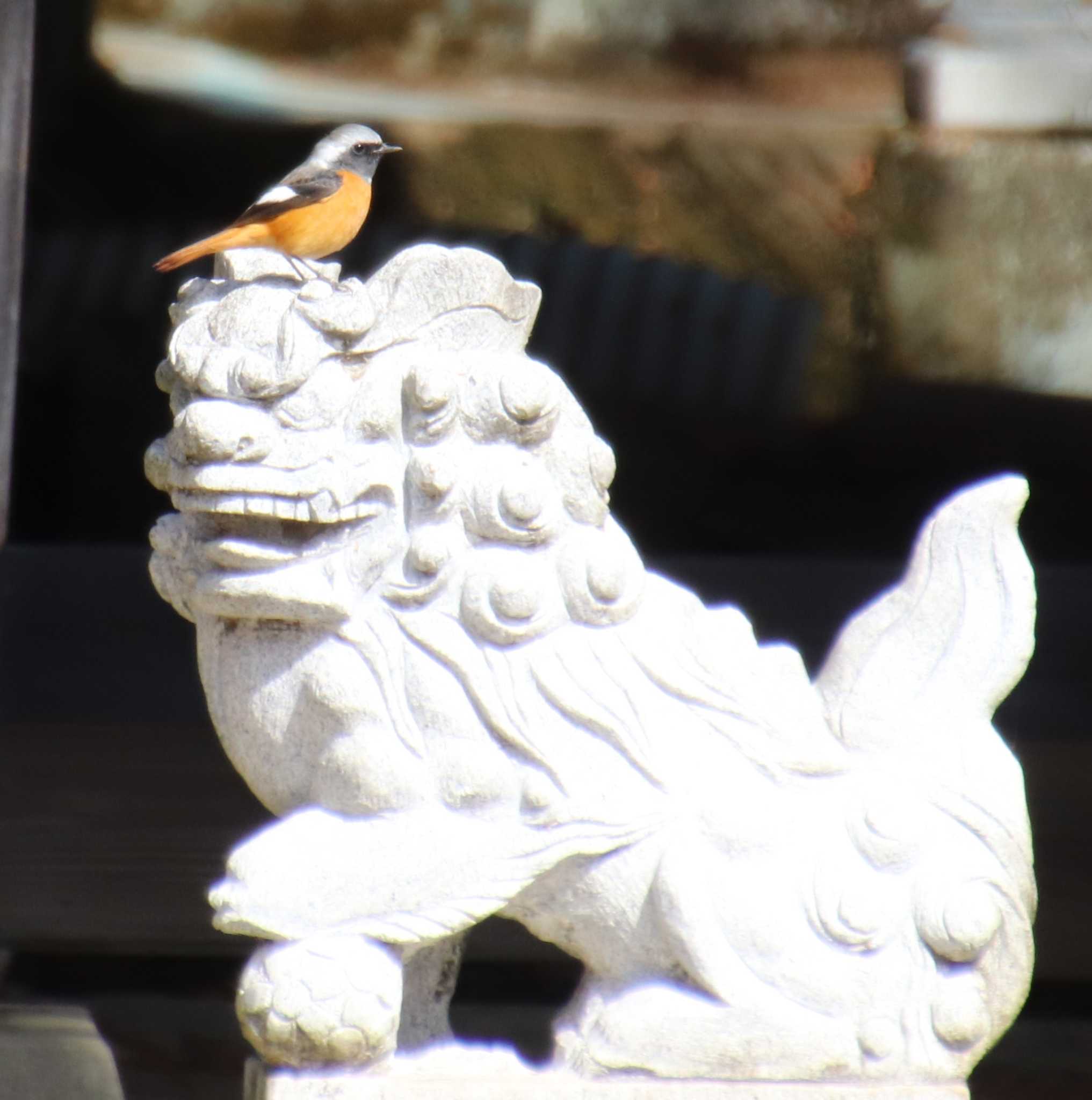 Photo of Daurian Redstart at 藤沢市 by アカウント7291