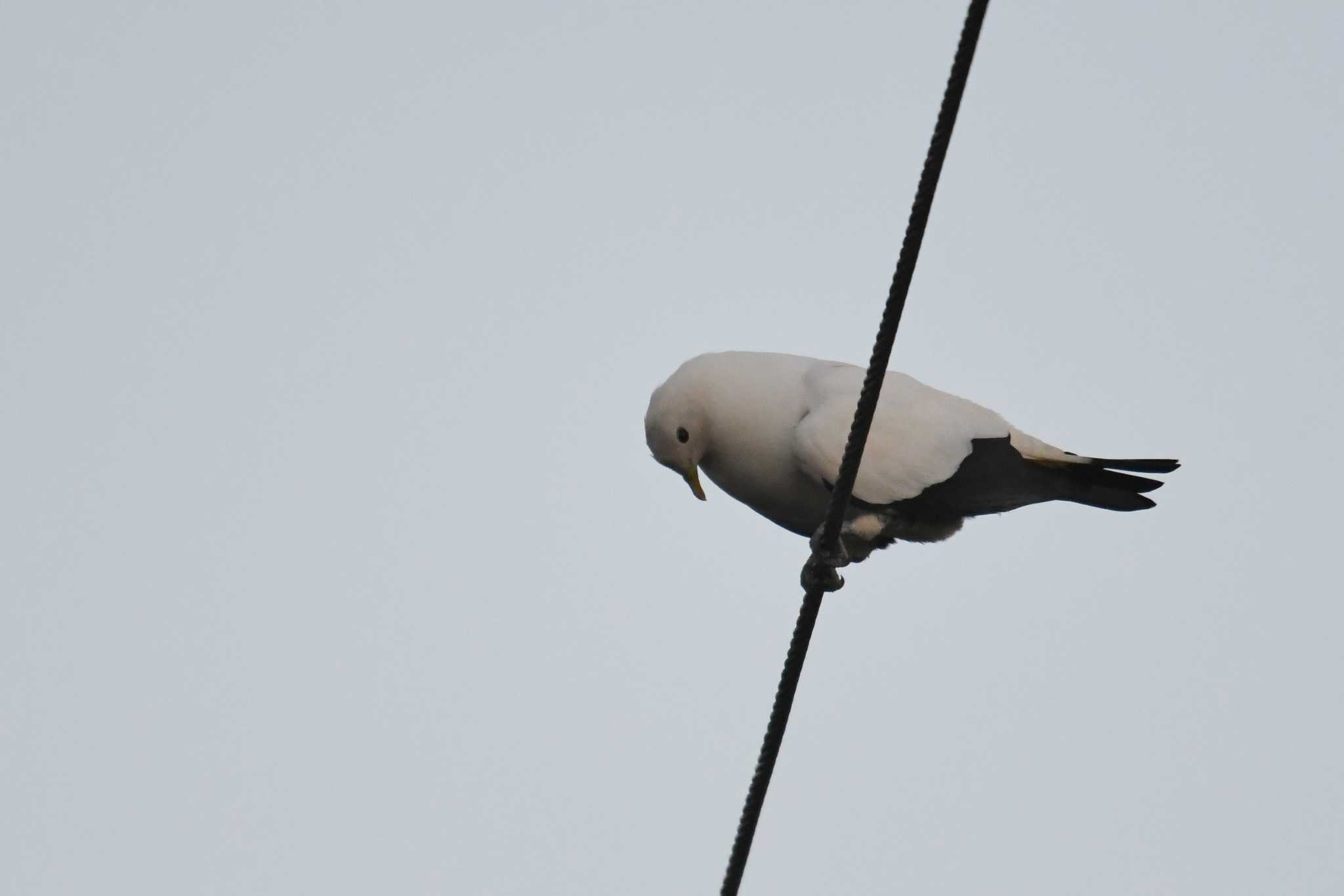 Torresian Imperial Pigeon