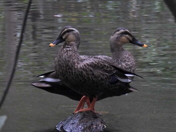 Eastern Spot-billed Duck 河跡湖公園 Tue, 10/12/2021