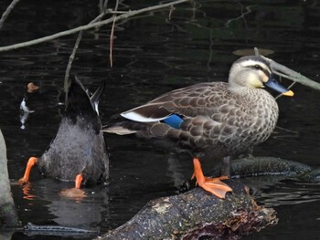 Eastern Spot-billed Duck 河跡湖公園 Tue, 10/12/2021