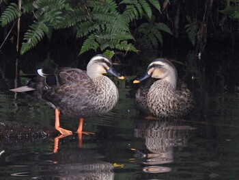 Eastern Spot-billed Duck 河跡湖公園 Tue, 10/12/2021