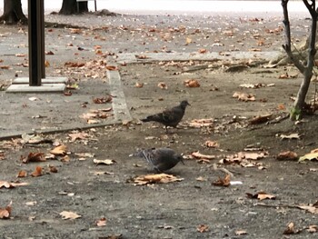 2021年10月12日(火) 林試の森公園の野鳥観察記録