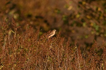 Amur Stonechat Senjogahara Marshland Sun, 10/3/2021