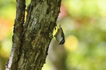 Eurasian Nuthatch Senjogahara Marshland Sun, 10/3/2021