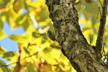 Eurasian Treecreeper Senjogahara Marshland Sun, 10/3/2021