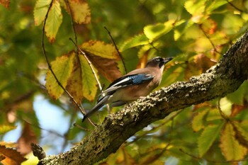 Eurasian Jay Senjogahara Marshland Sun, 10/3/2021