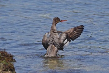 ウミアイサ 静岡県下田 2017年4月29日(土)