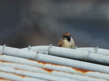 2021年10月3日(日) 山口県の野鳥観察記録