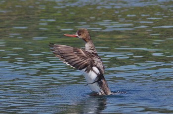 ウミアイサ 静岡県下田 2017年4月29日(土)