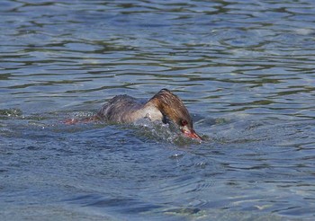 Red-breasted Merganser 静岡県下田 Sat, 4/29/2017