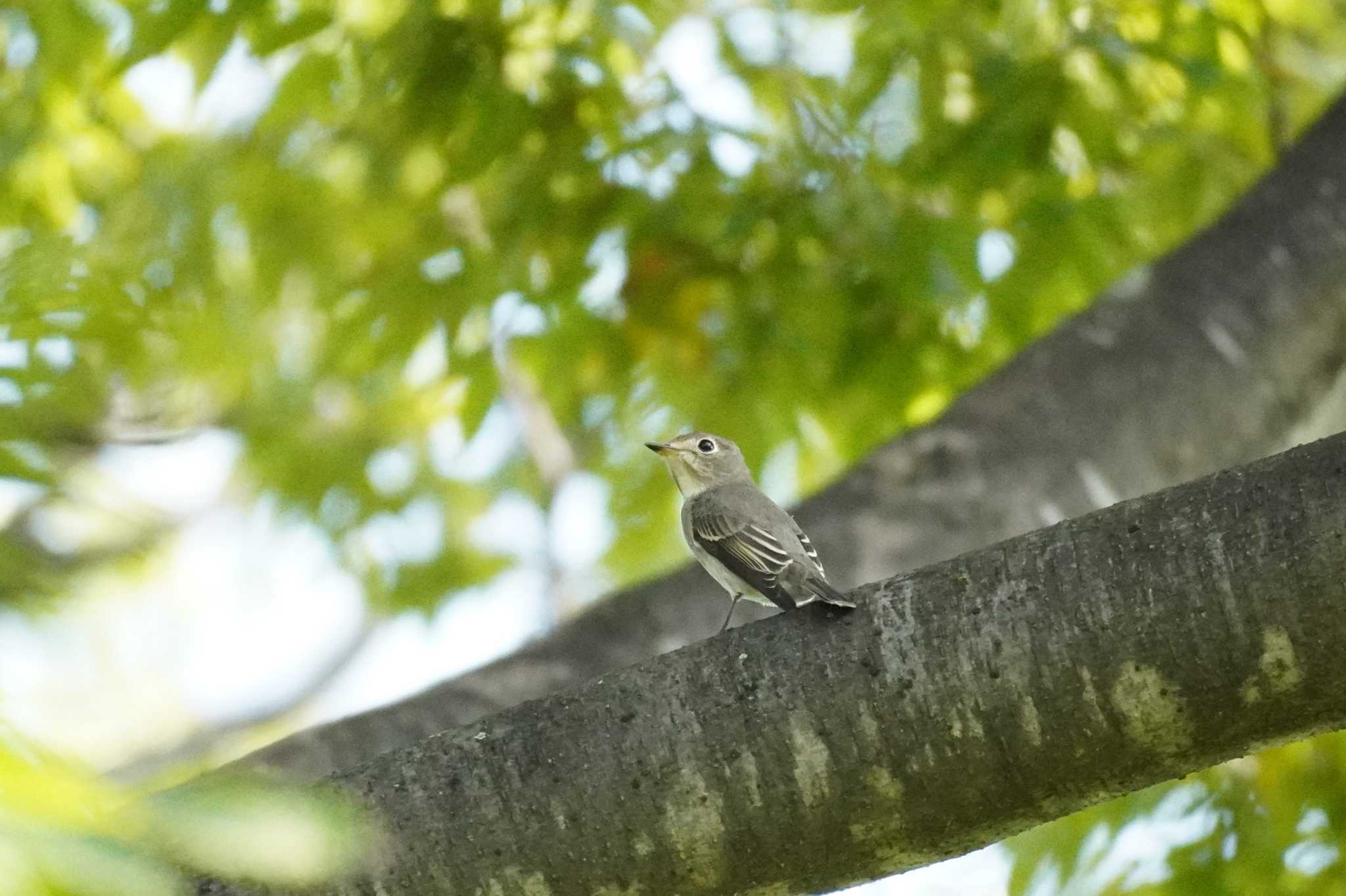 埼玉県 キビタキの写真 by どばと