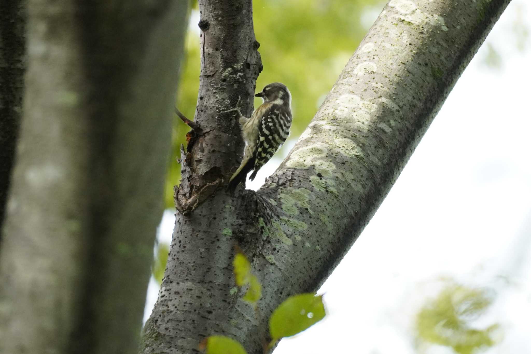 埼玉県 コゲラの写真 by どばと