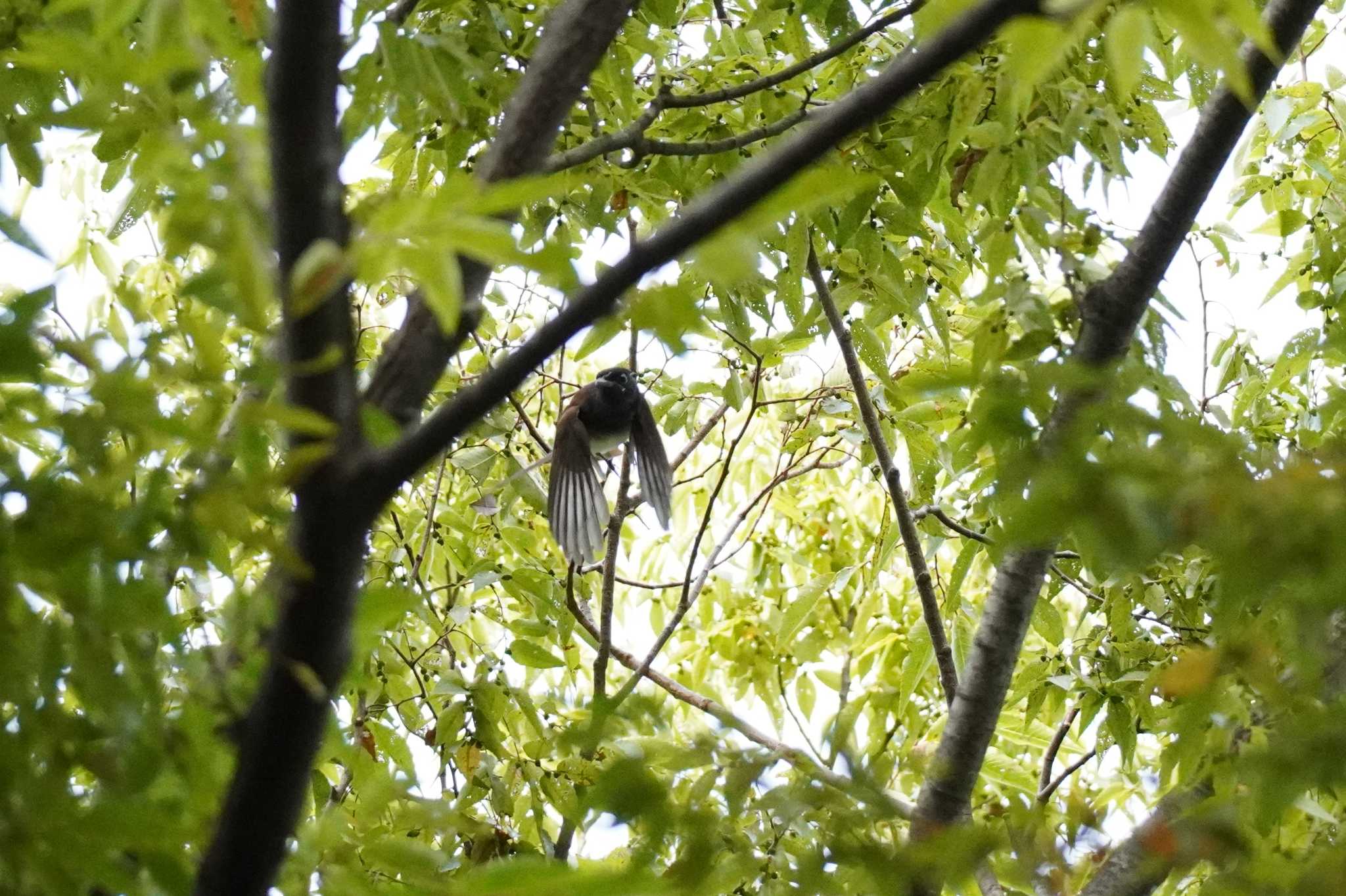 埼玉県 サンコウチョウの写真 by どばと