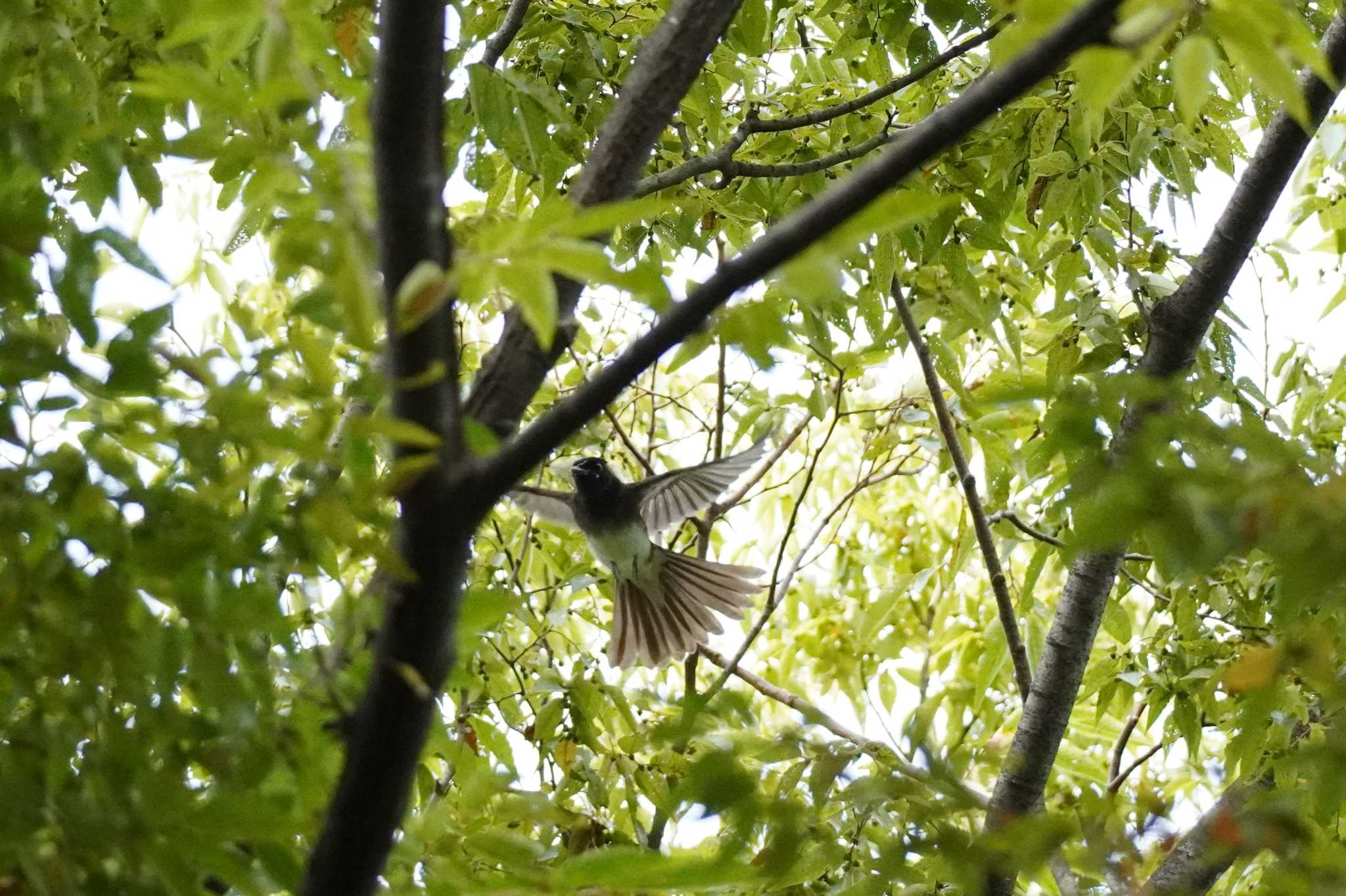 埼玉県 サンコウチョウの写真 by どばと