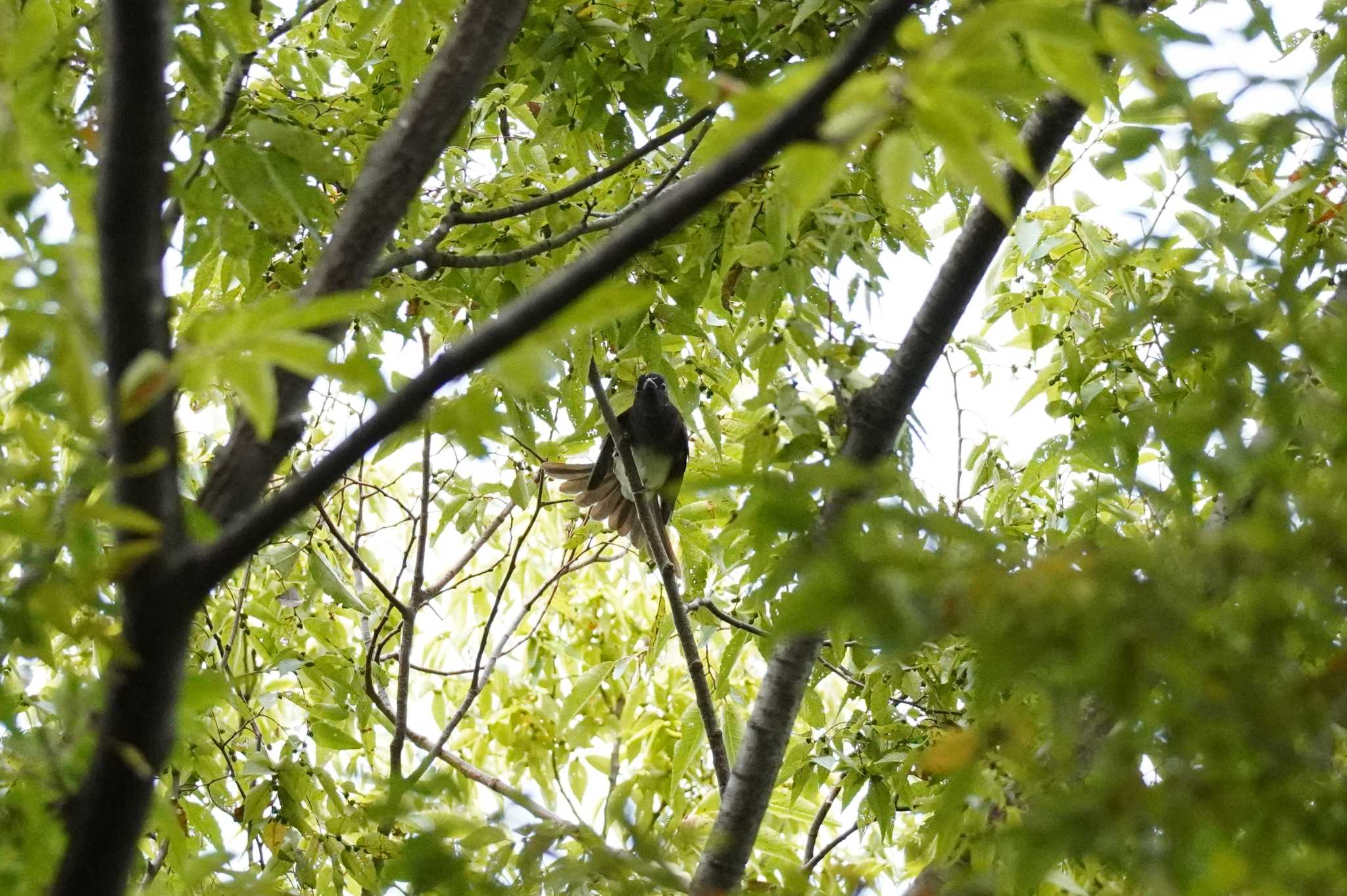 埼玉県 サンコウチョウの写真 by どばと