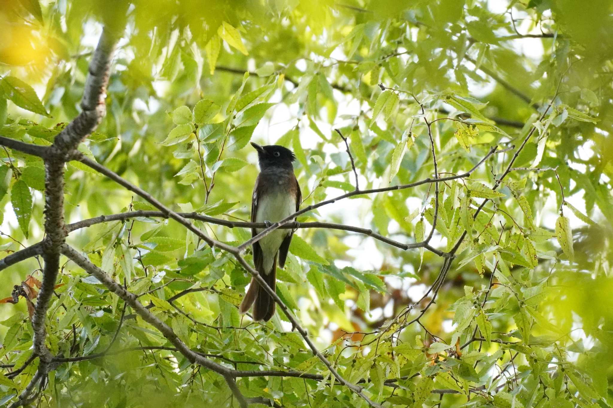 埼玉県 サンコウチョウの写真 by どばと