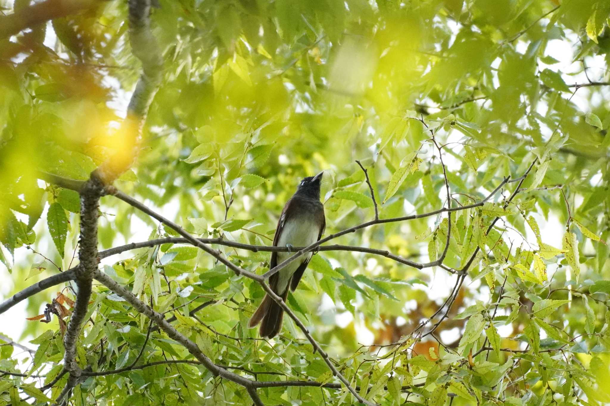 埼玉県 サンコウチョウの写真 by どばと