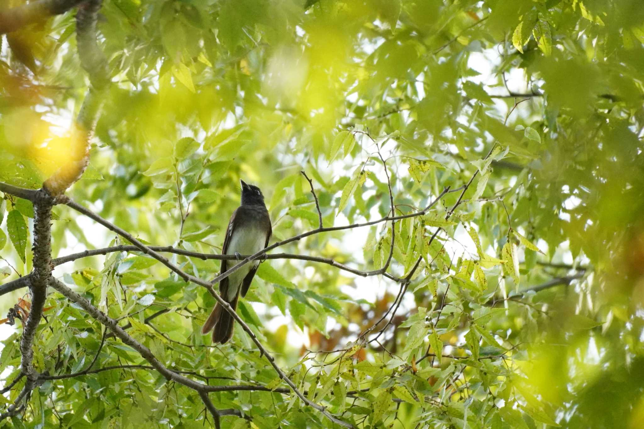 埼玉県 サンコウチョウの写真 by どばと