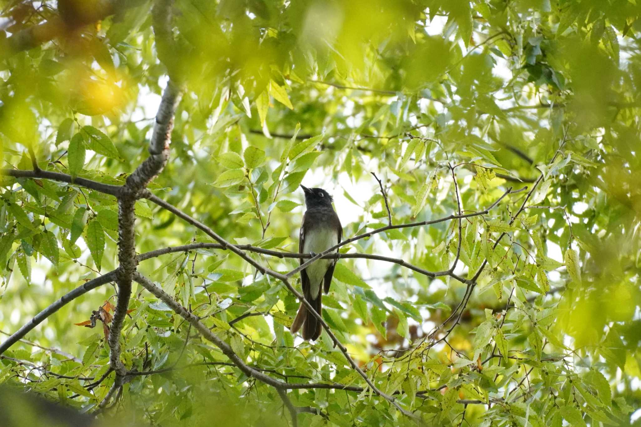 埼玉県 サンコウチョウの写真 by どばと