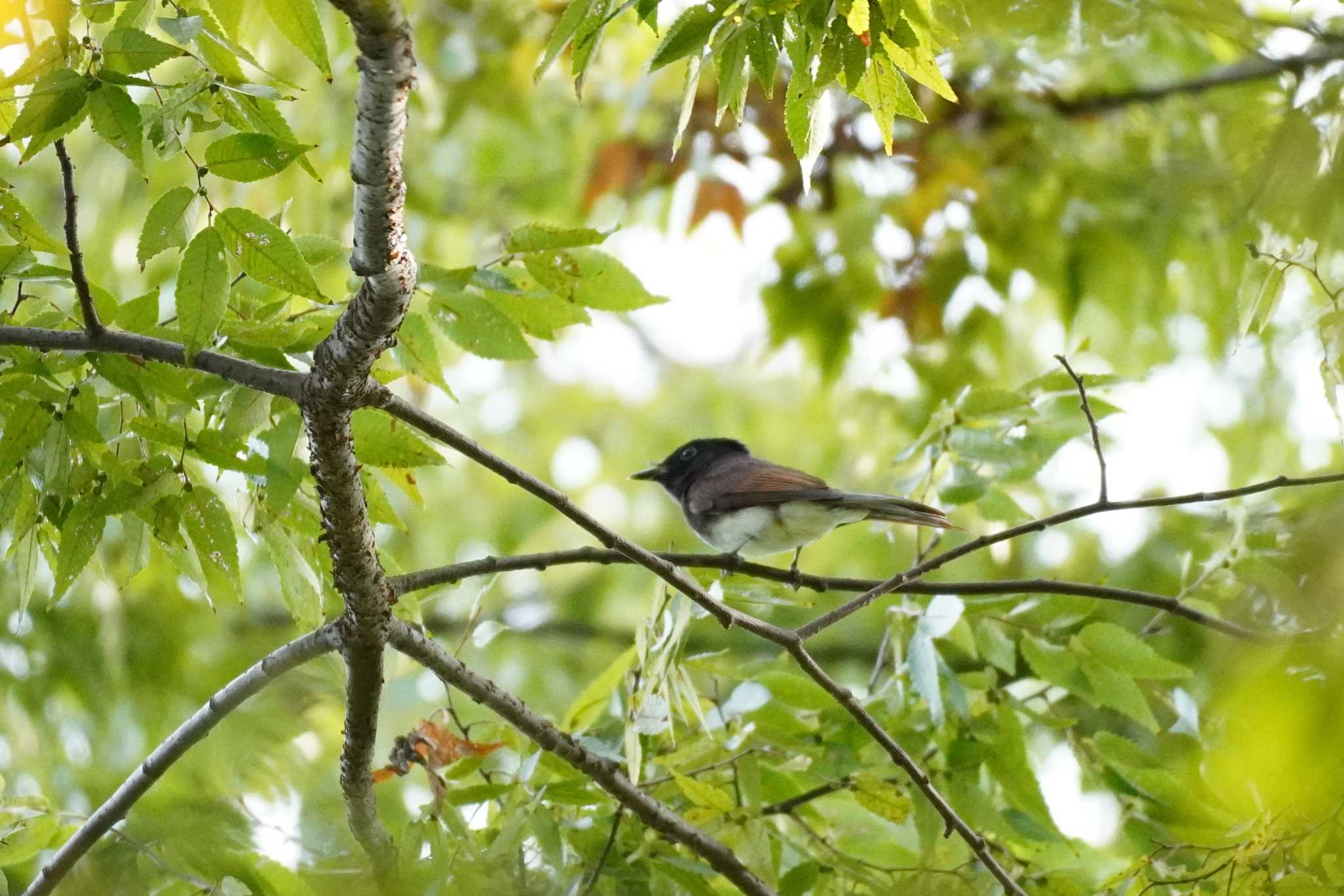 埼玉県 サンコウチョウの写真 by どばと