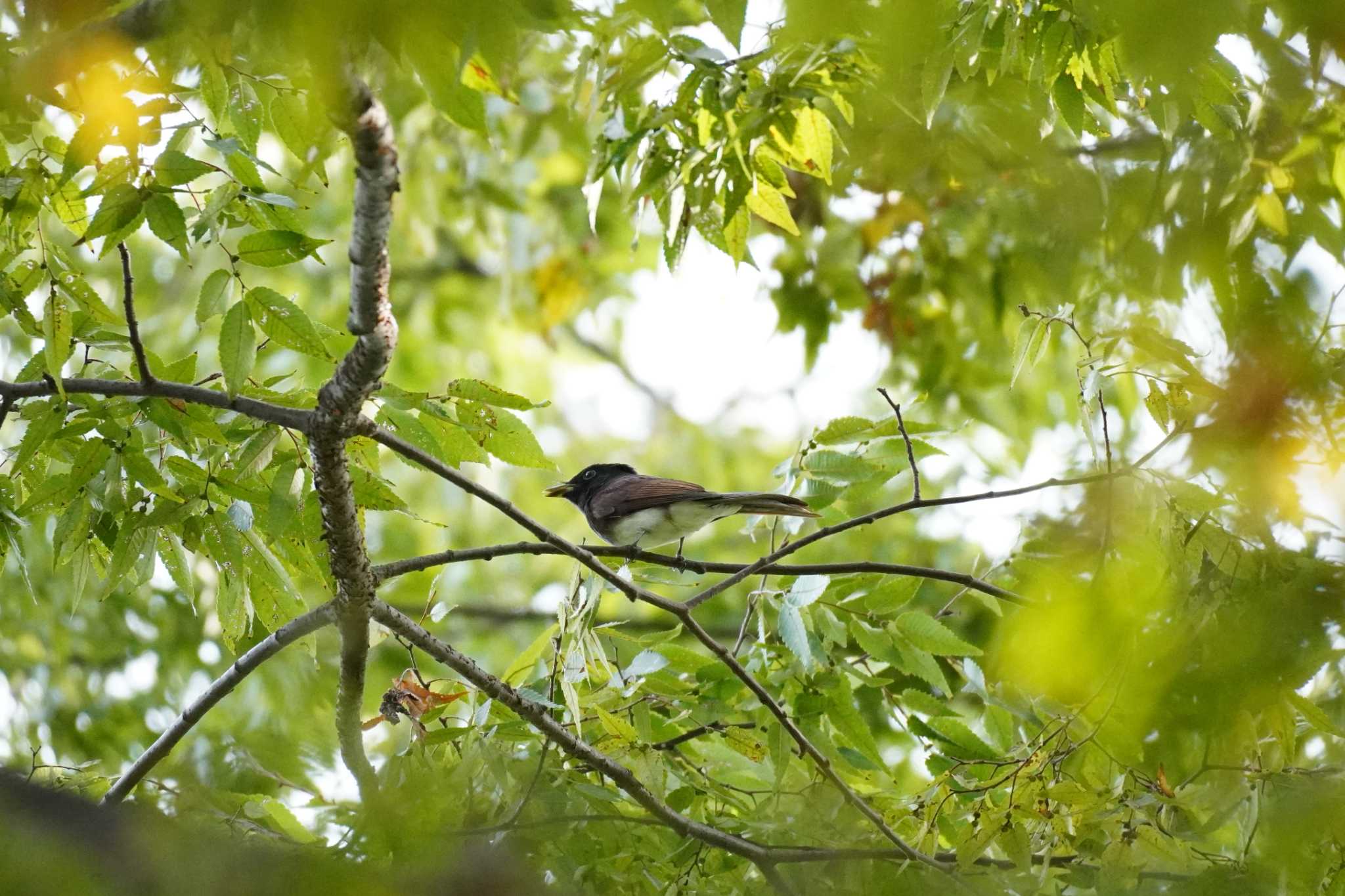 埼玉県 サンコウチョウの写真 by どばと