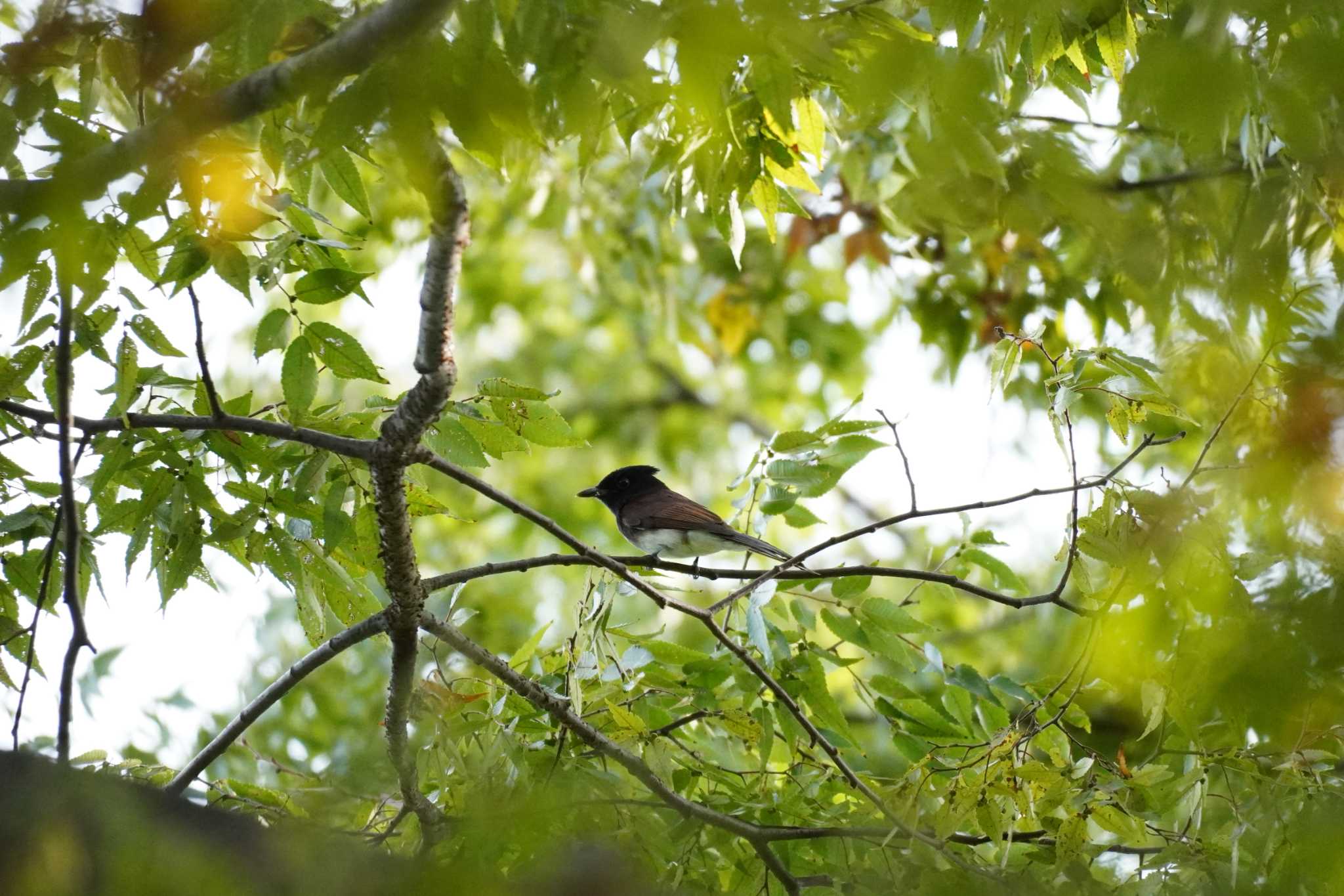 埼玉県 サンコウチョウの写真 by どばと