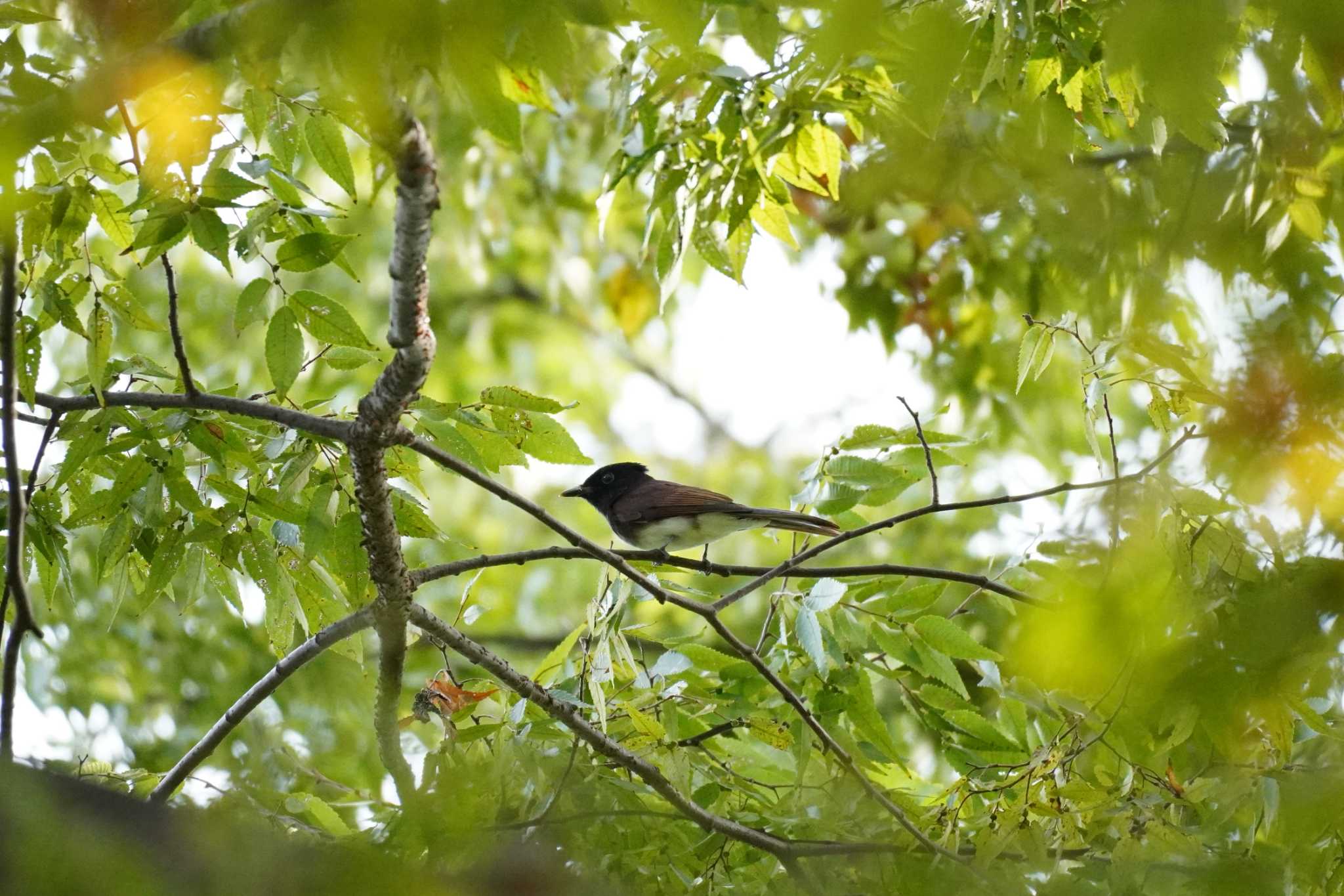 埼玉県 サンコウチョウの写真 by どばと