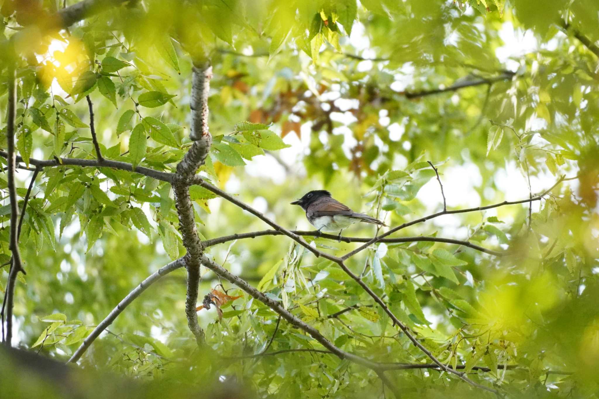 埼玉県 サンコウチョウの写真 by どばと