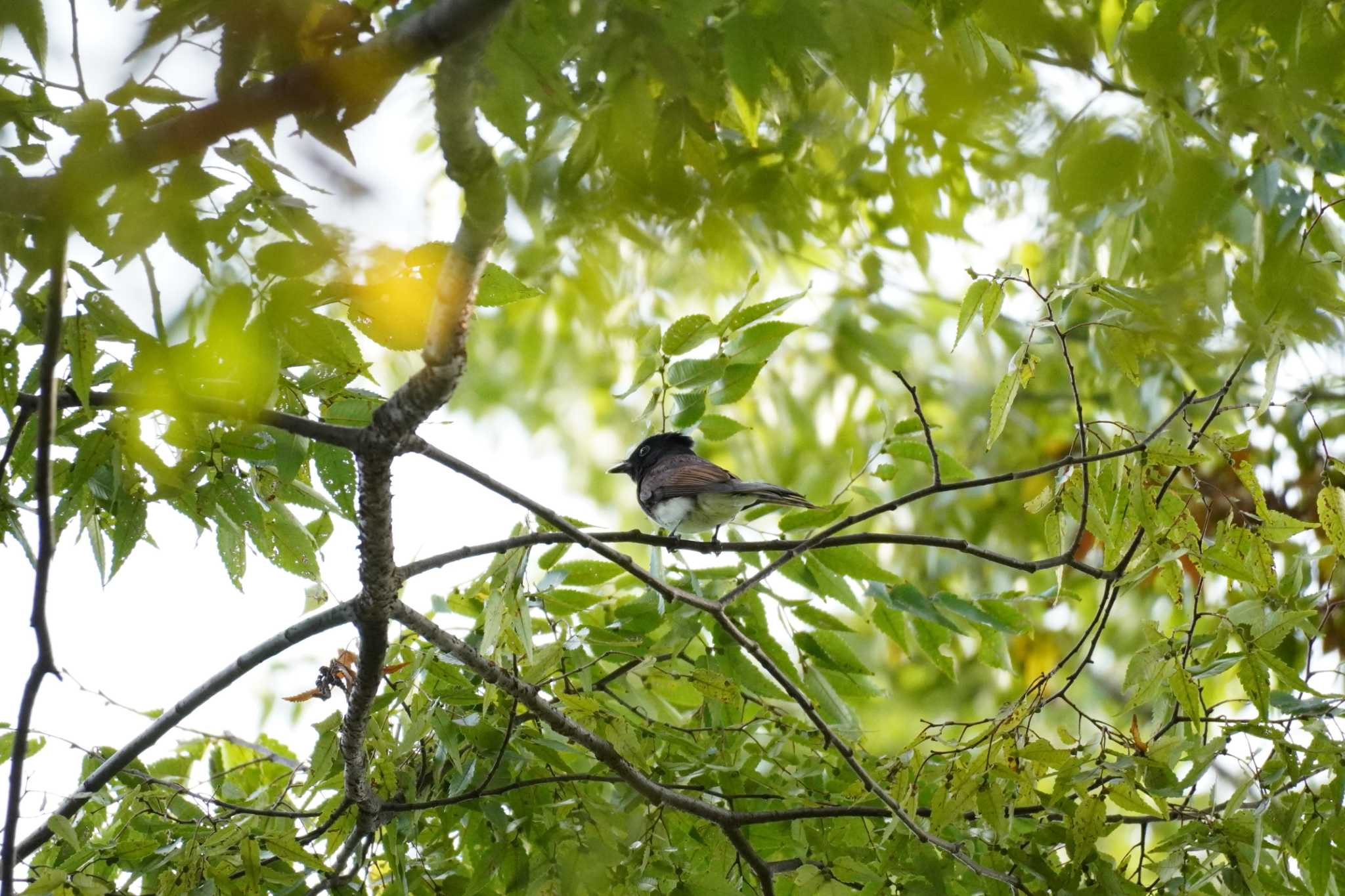 埼玉県 サンコウチョウの写真 by どばと