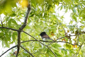 2021年9月13日(月) 埼玉県の野鳥観察記録