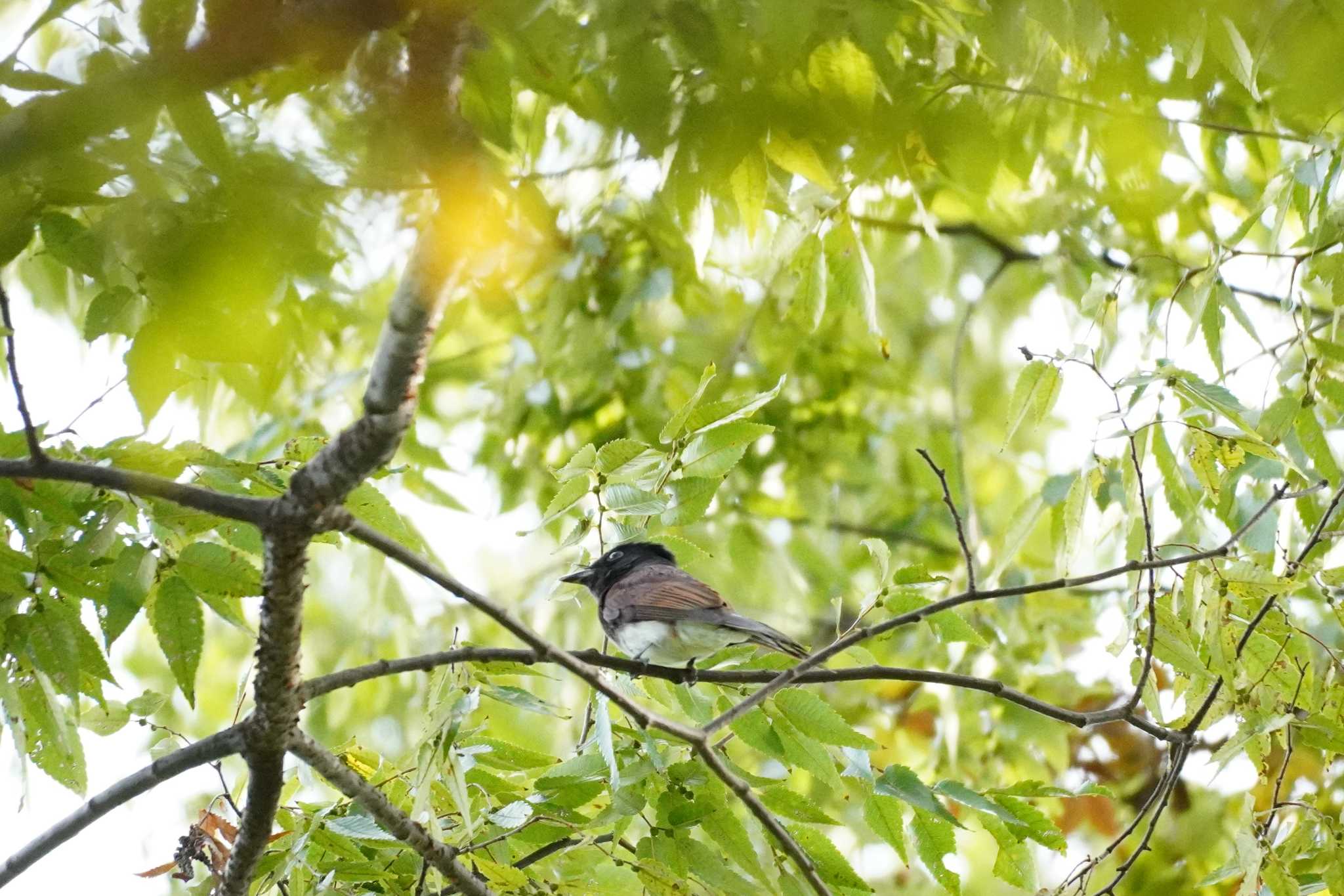 埼玉県 サンコウチョウの写真 by どばと