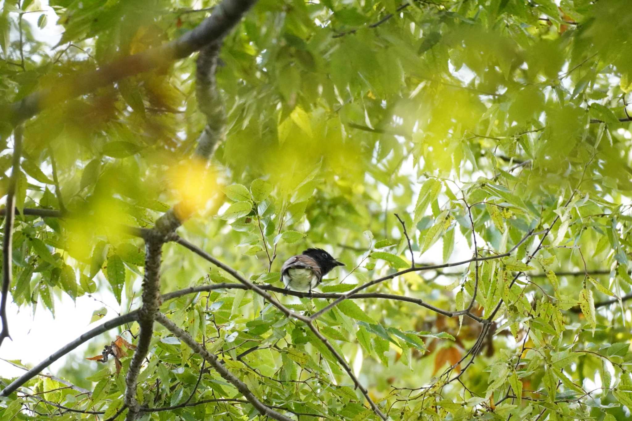 埼玉県 サンコウチョウの写真 by どばと