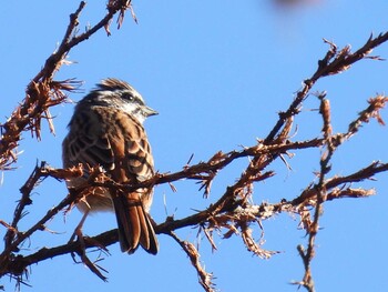 Meadow Bunting 入笠山 Sun, 10/10/2021