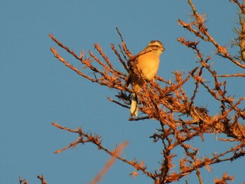 Meadow Bunting 入笠山 Sun, 10/10/2021