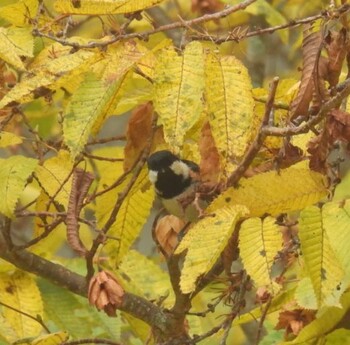 Coal Tit 入笠山 Sun, 10/10/2021