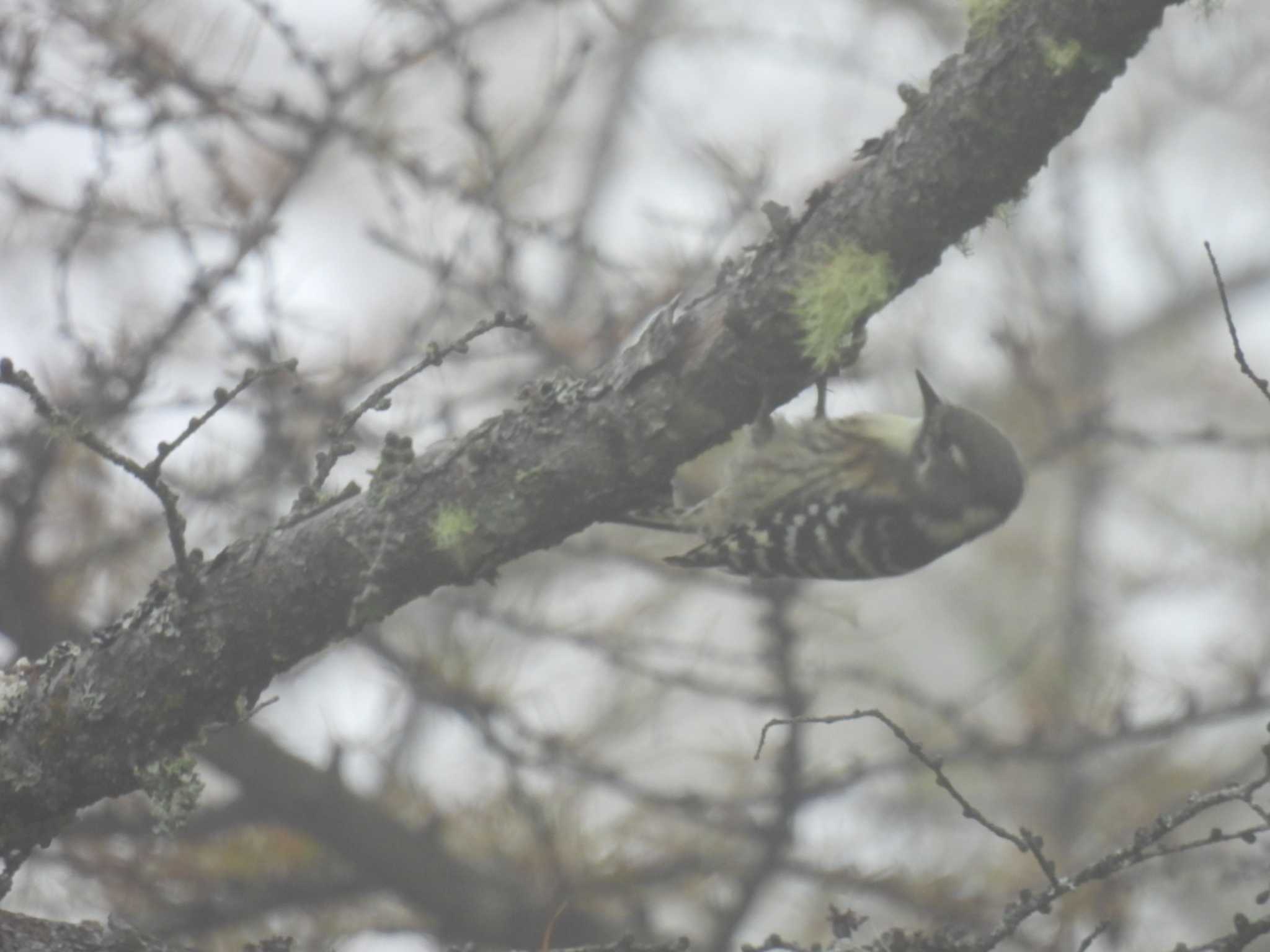 Japanese Pygmy Woodpecker