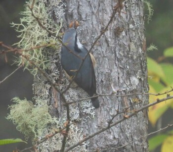 2021年10月10日(日) 入笠山の野鳥観察記録