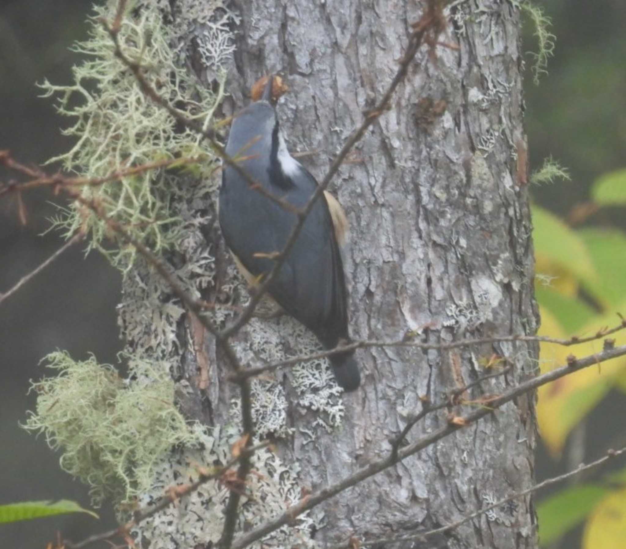 Eurasian Nuthatch