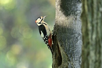 Great Spotted Woodpecker 月寒公園 Wed, 10/13/2021