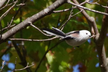 2021年10月13日(水) 福井緑地(札幌市西区)の野鳥観察記録