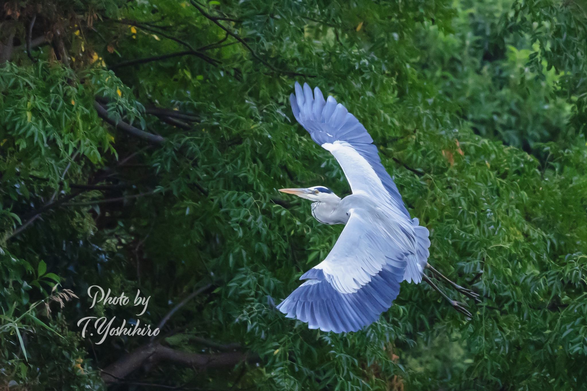 アオサギ