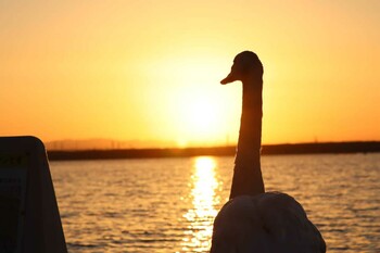 2021年10月10日(日) ウトナイ湖の野鳥観察記録