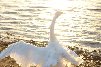 オオハクチョウ ウトナイ湖 2021年10月10日(日)