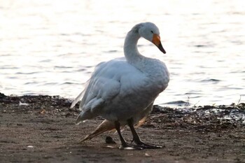 オオハクチョウ ウトナイ湖 2021年10月10日(日)