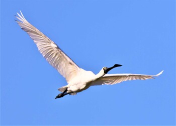 クロツラヘラサギ 大阪南港野鳥園 2021年10月10日(日)