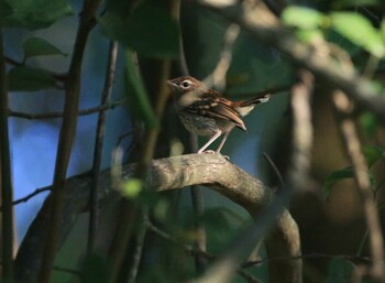 Miombo Scrub Robin ザンビア Unknown Date