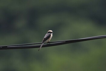 2021年6月25日(金) 道の駅 自然体感 しむかっぷの野鳥観察記録