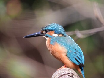 Common Kingfisher 四ツ池公園 Sun, 10/10/2021