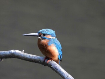 Common Kingfisher 四ツ池公園 Sun, 10/10/2021